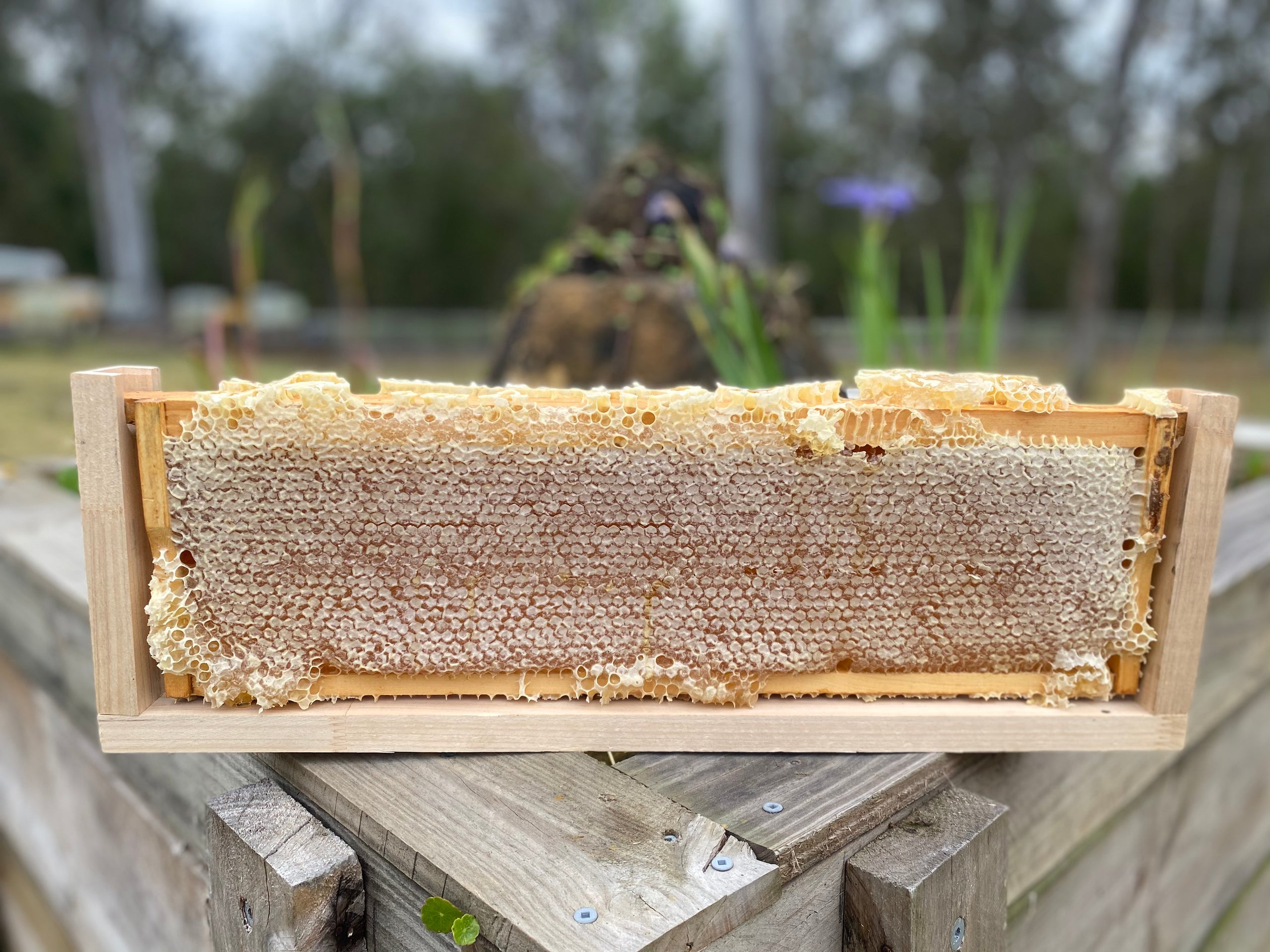 Honeycomb Frame
